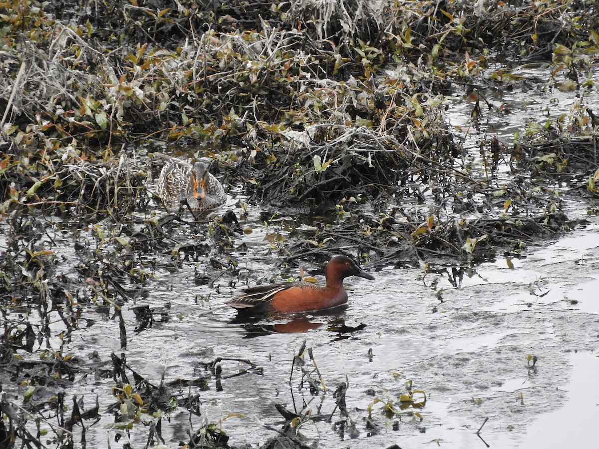 Cinnamon Teal - ML431747071