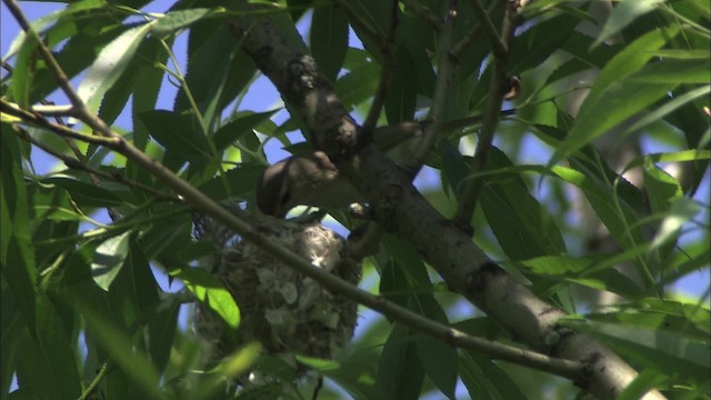 Sängervireo (gilvus) - ML431748