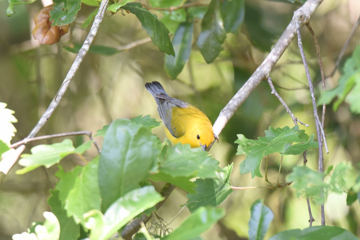 Prothonotary Warbler - ML431748931