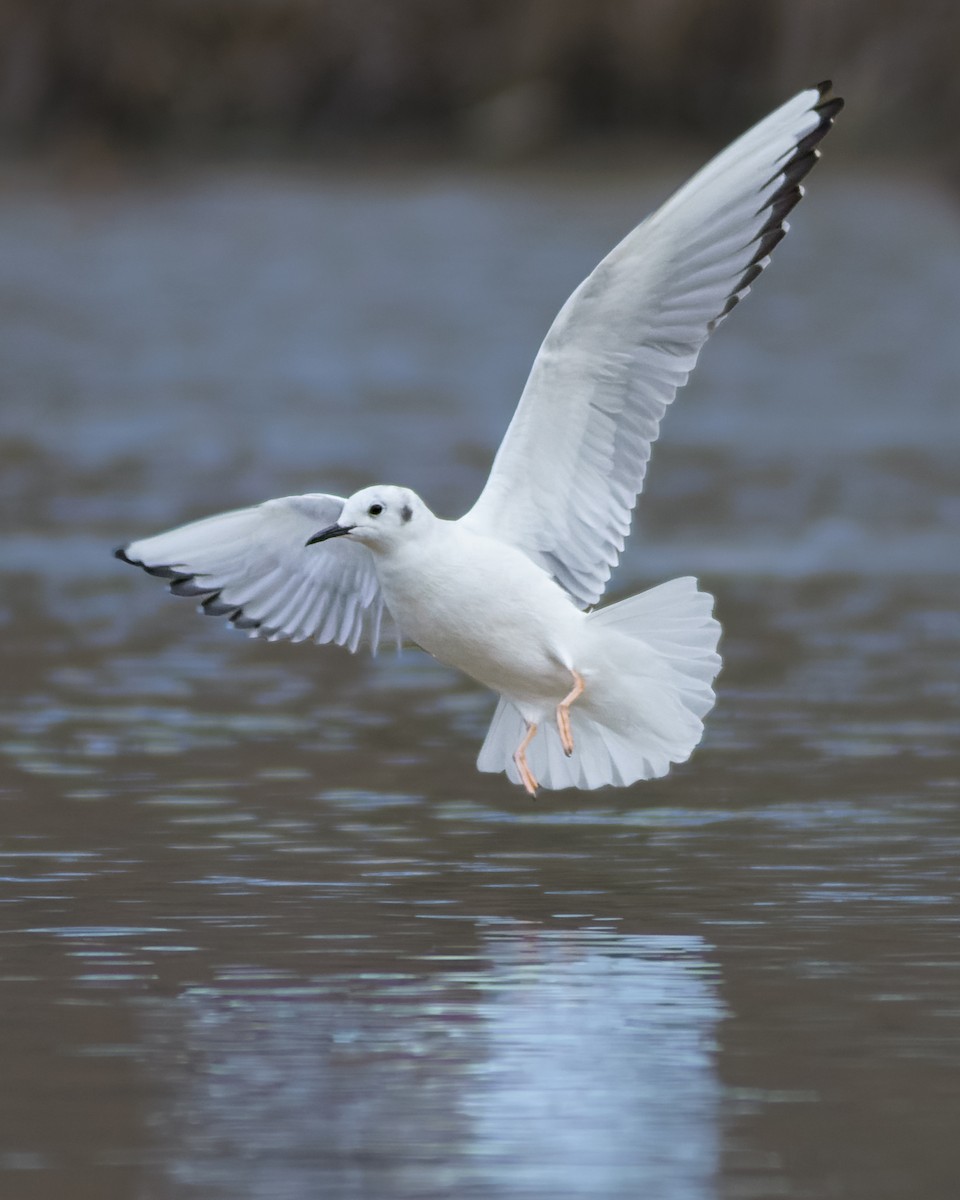 Bonaparte's Gull - ML431749361