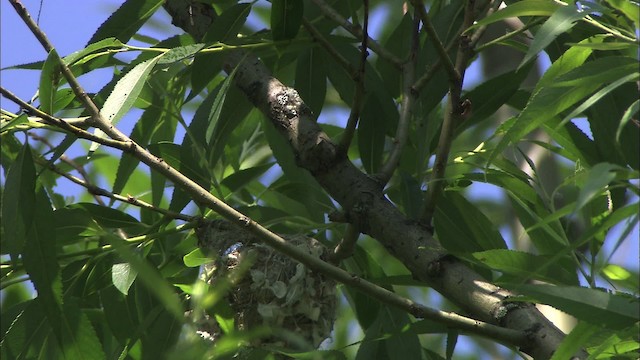 Warbling Vireo (Eastern) - ML431750