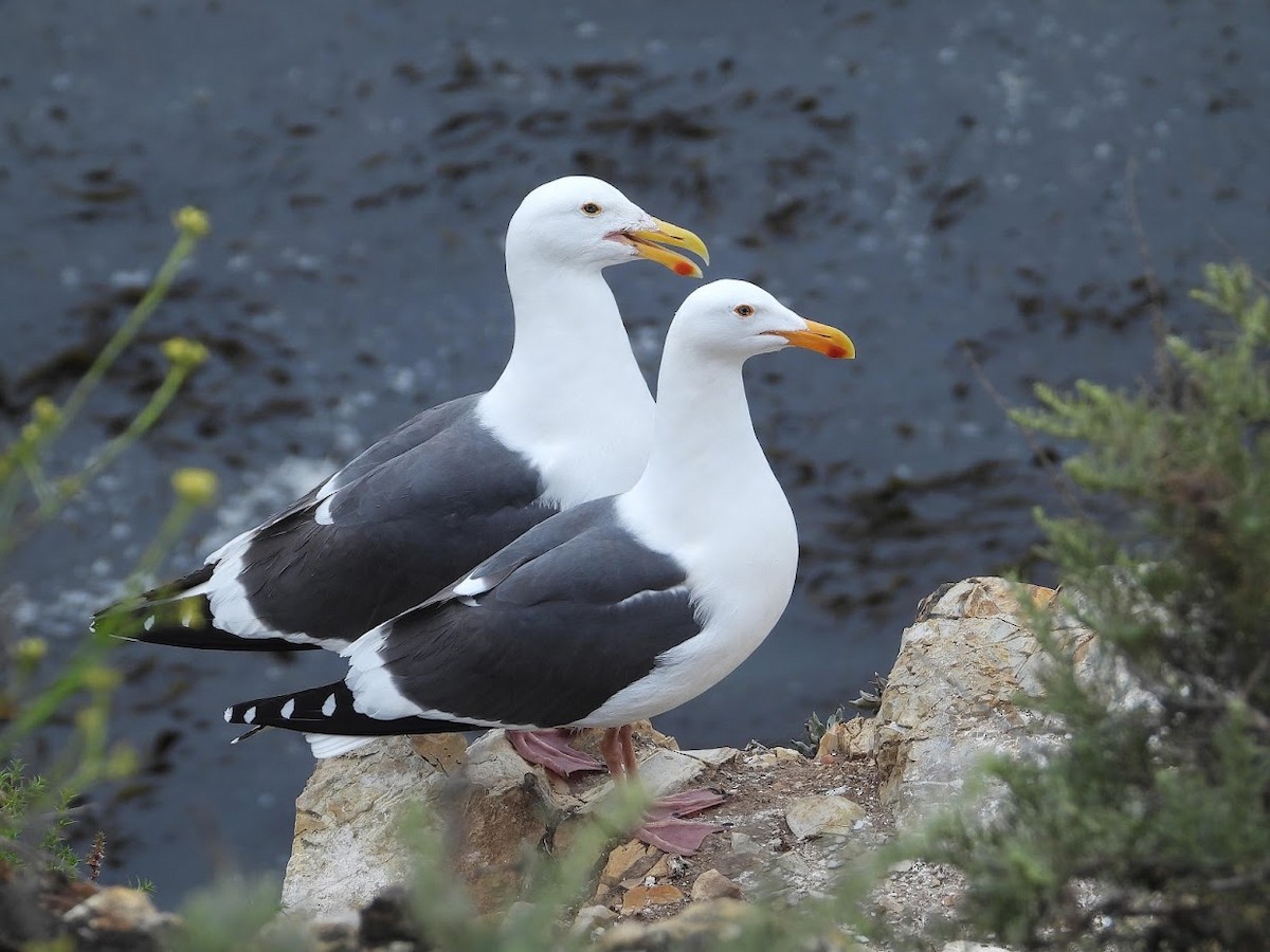 Western Gull - Long-eared Owl