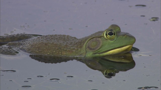 American Bullfrog - ML431752