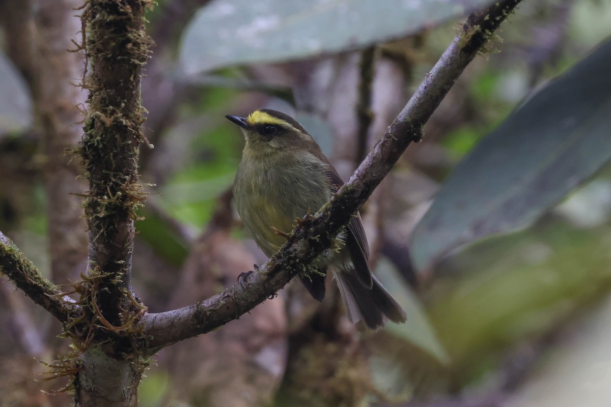 Yellow-bellied Chat-Tyrant - ML431753421