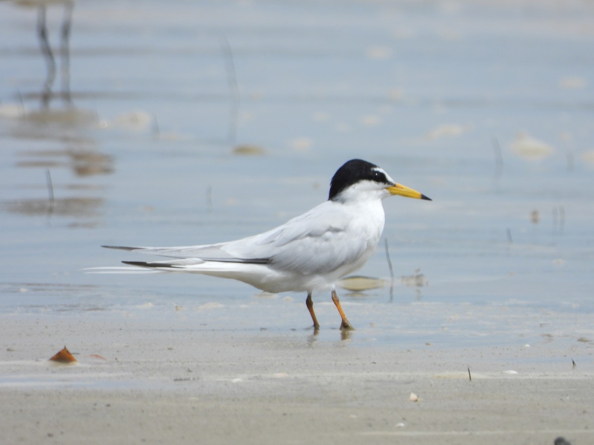 Little Tern - ML431754101