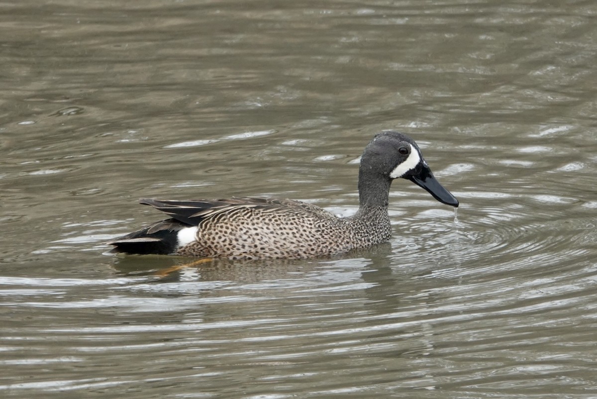 Blue-winged Teal - Mark Eveland