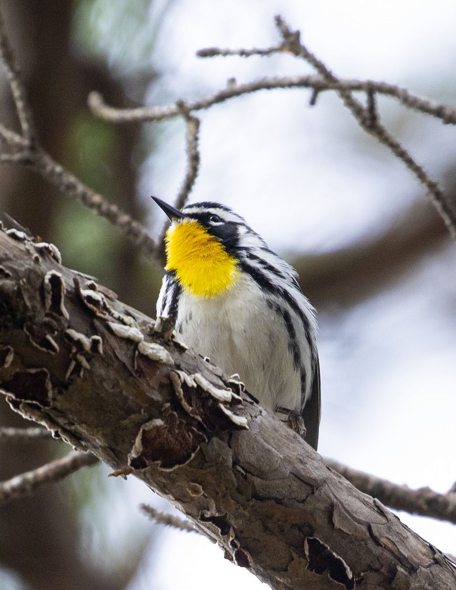 Yellow-throated Warbler - Jason Lott