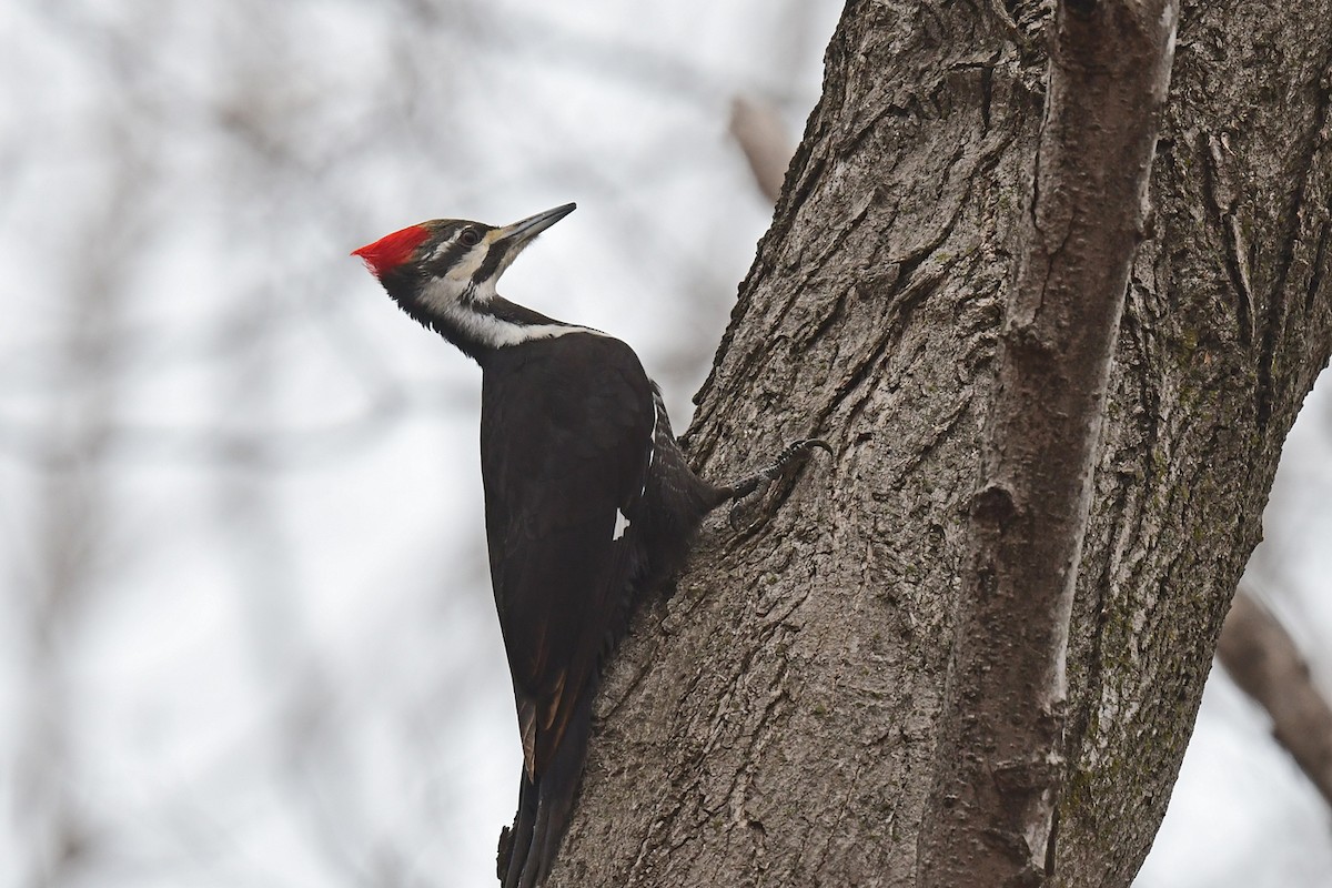 Pileated Woodpecker - ML431757241