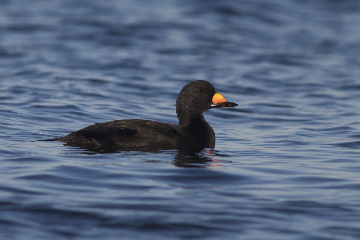 Black Scoter - Doug Hitchcox