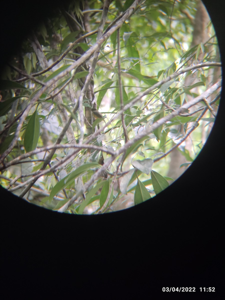 White-collared Manakin - ML431759951