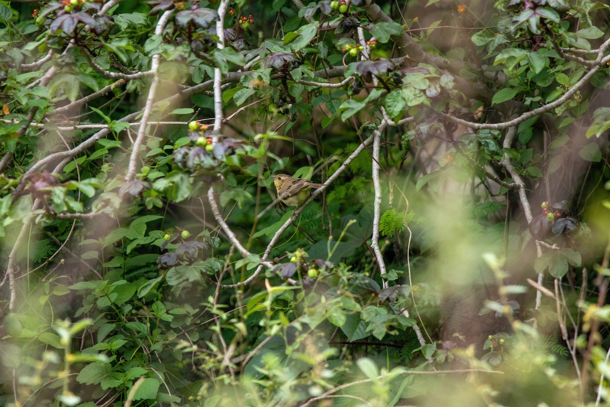 Phylloscopus sp. - Krit Kruaykitanon 🦅