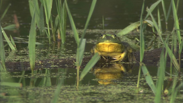 American Bullfrog - ML431764