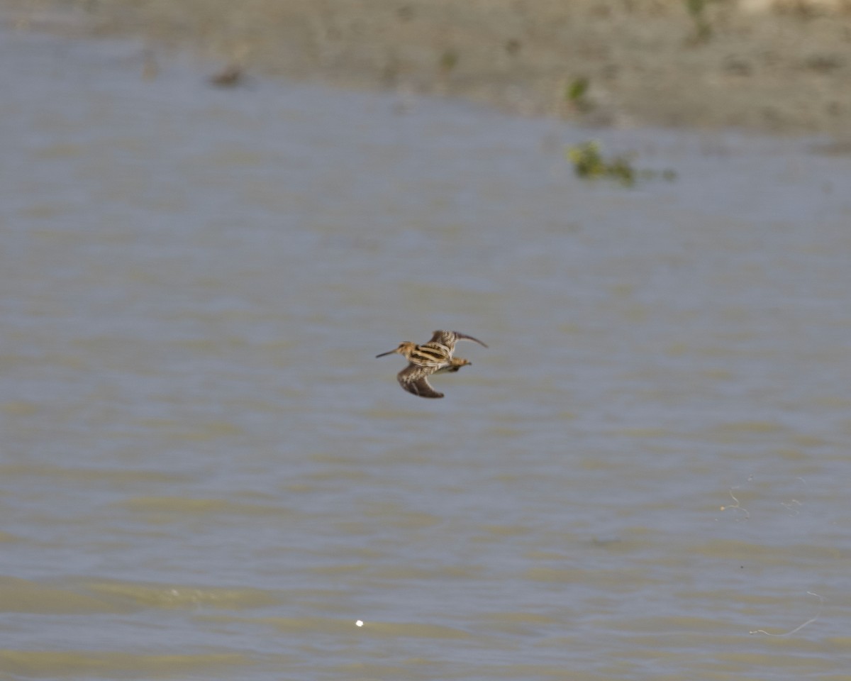 Wilson's Snipe - ML431764971