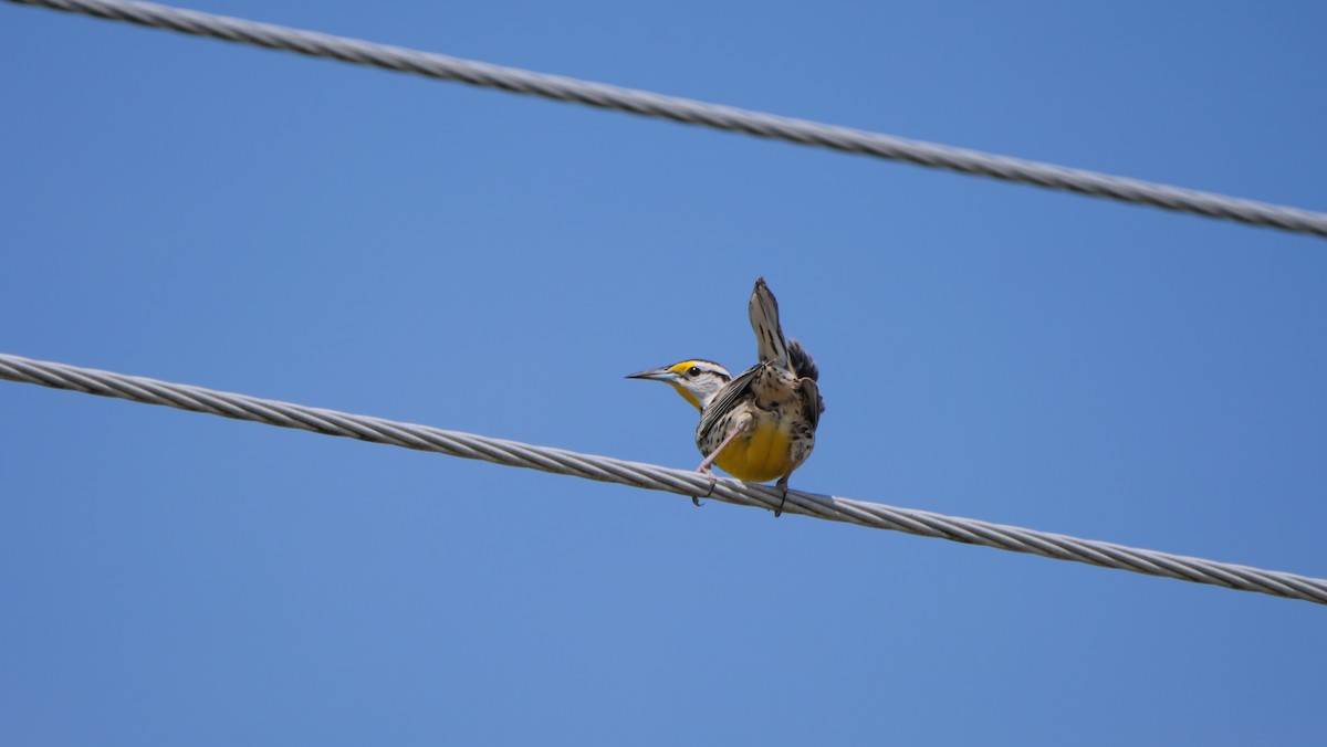 Eastern Meadowlark - ML431765101