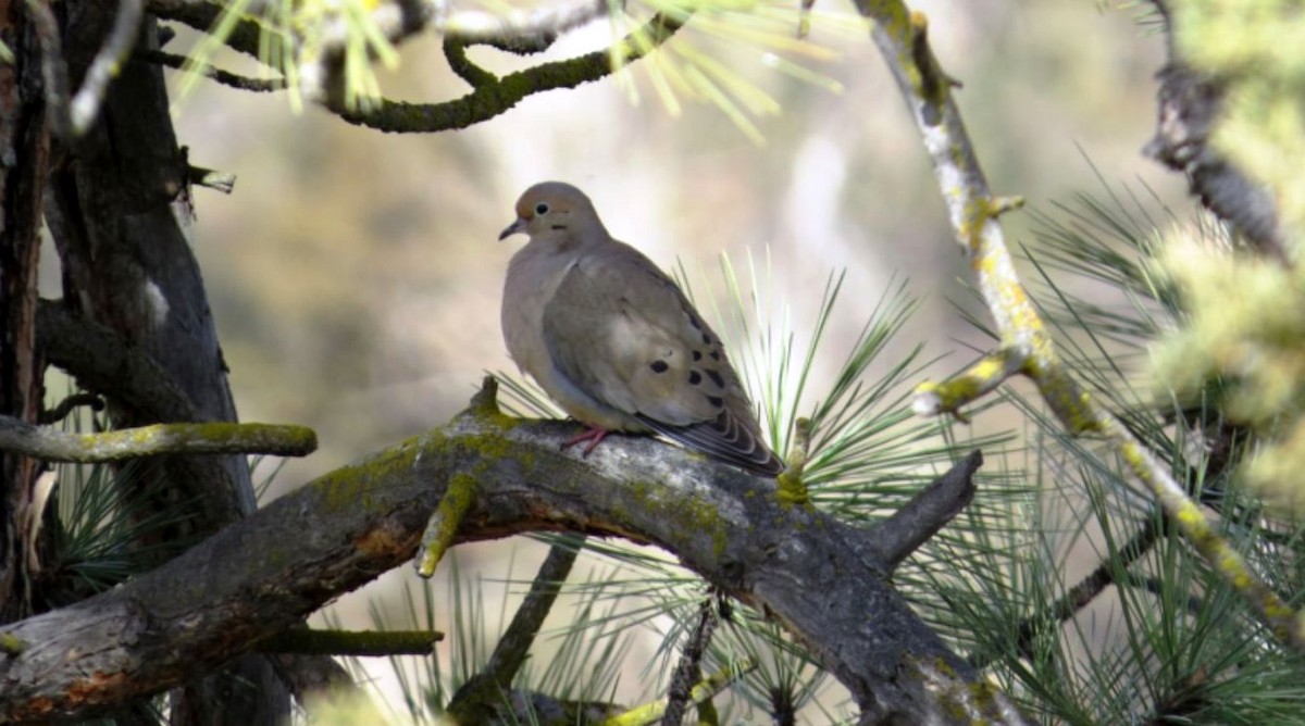 Mourning Dove - ML431765121