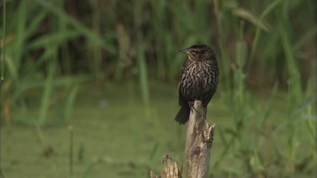 Red-winged Blackbird (Red-winged) - ML431767