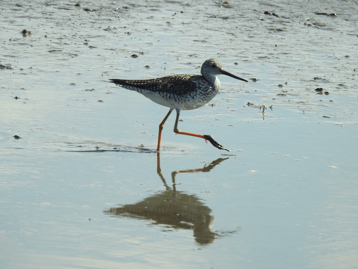 Greater Yellowlegs - ML431767711