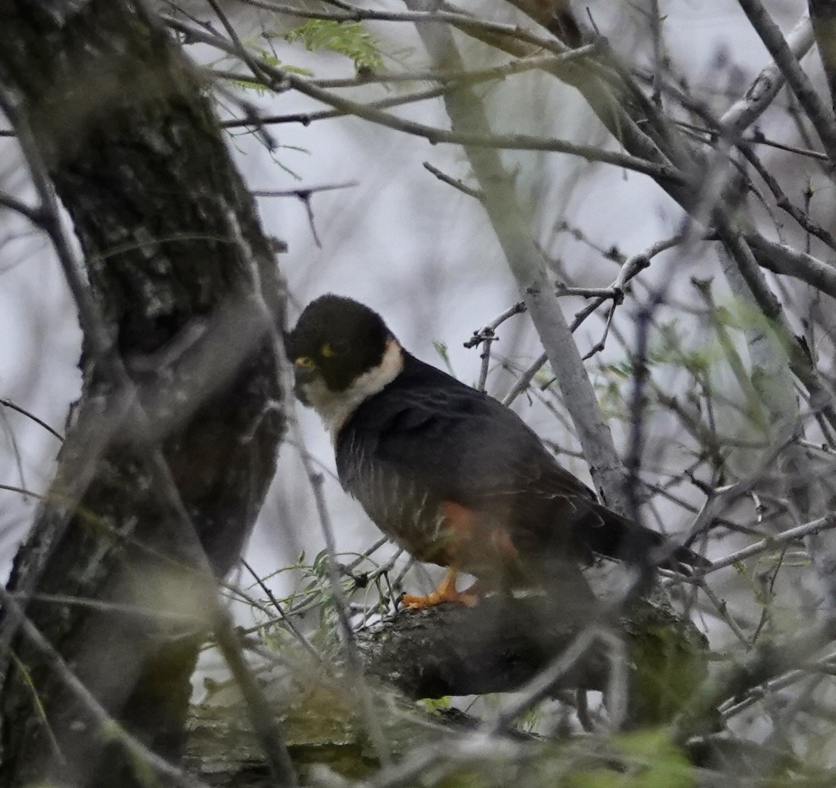 Bat Falcon - ML431769331