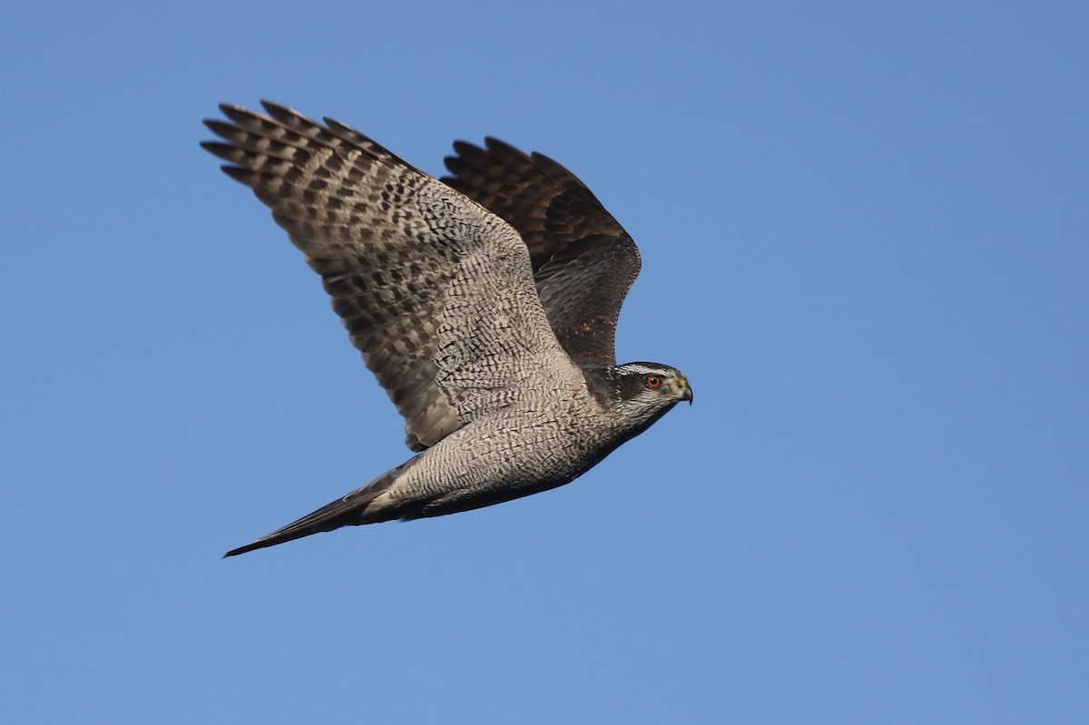 American Goshawk - Alvan Buckley