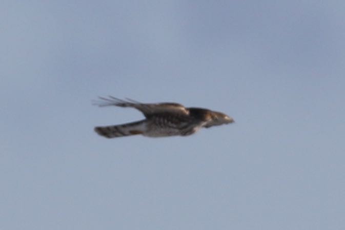 Sharp-shinned Hawk - Alvan Buckley