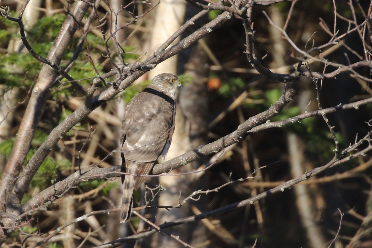 Sharp-shinned Hawk - Alvan Buckley