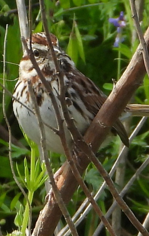 Song Sparrow - ML431771191