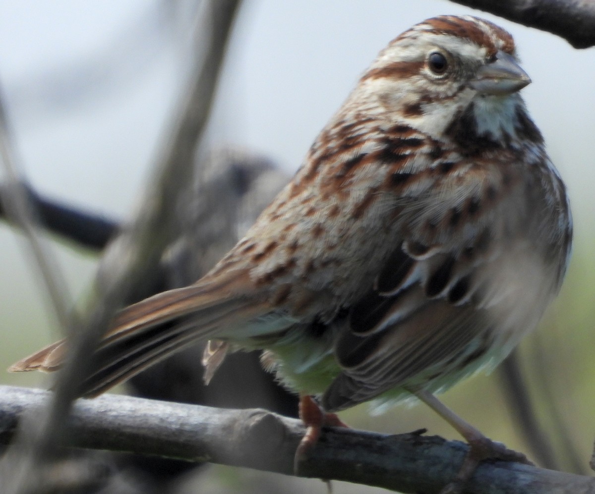 Song Sparrow - ML431771321