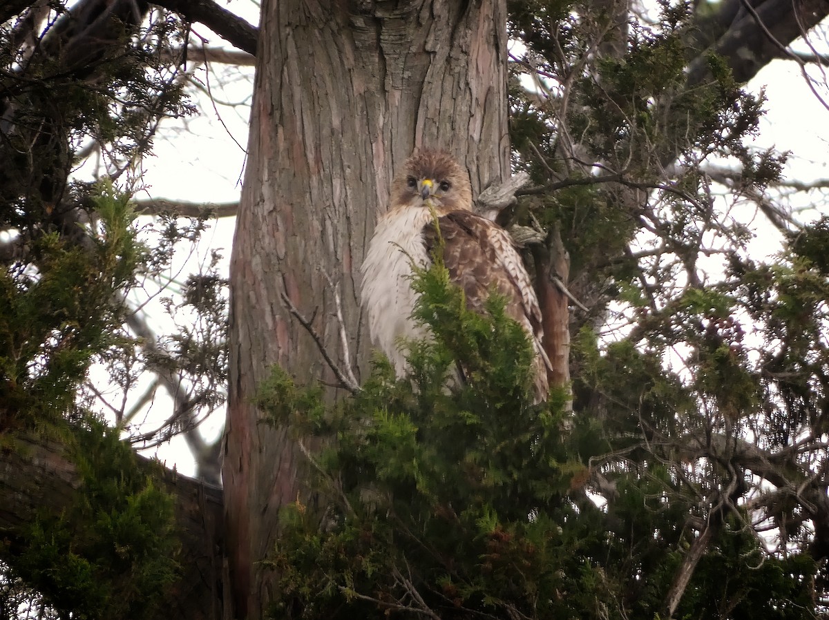 Red-tailed Hawk - ML431771391