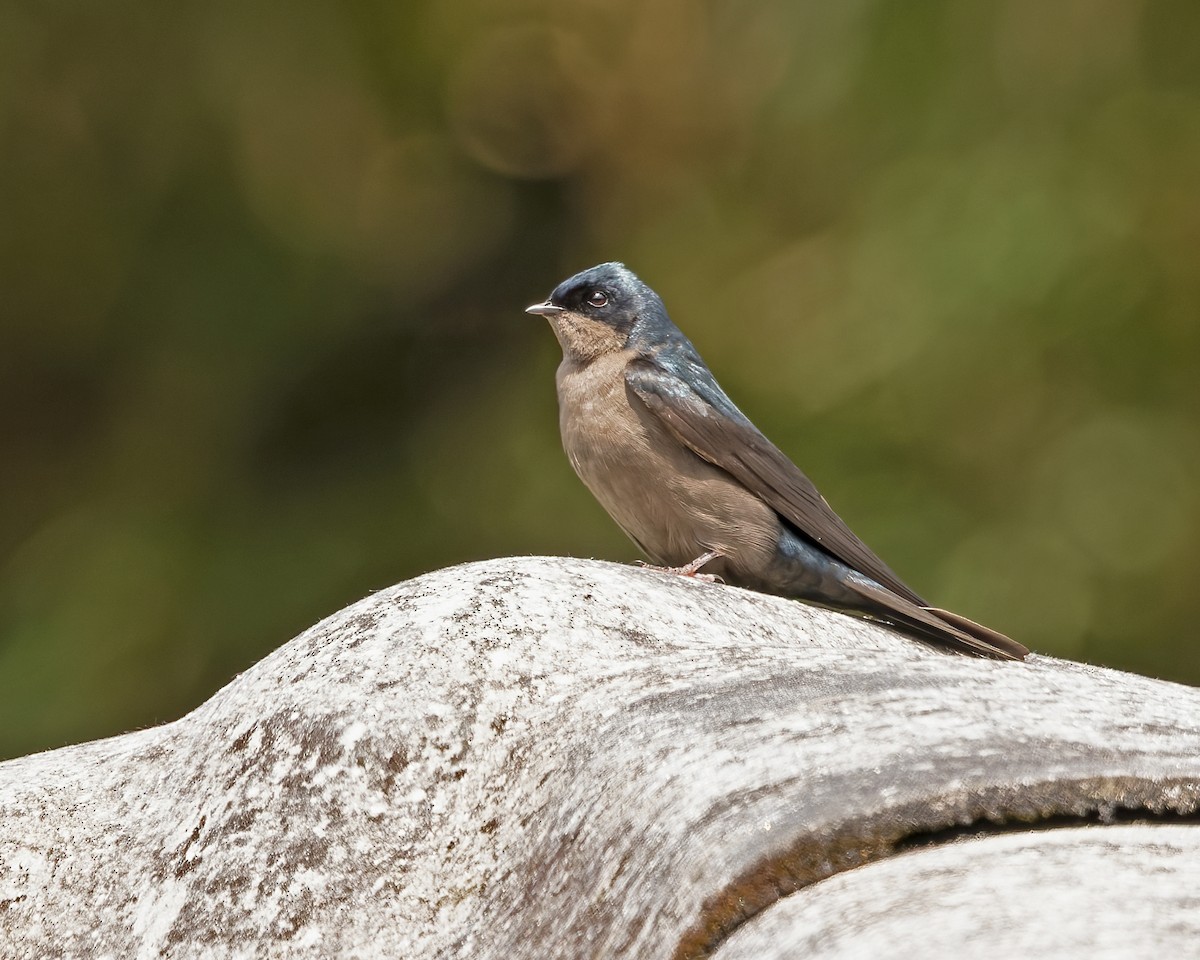 Brown-bellied Swallow - Mark & Teri McClelland