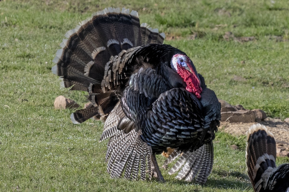 Wild Turkey - ML431771521