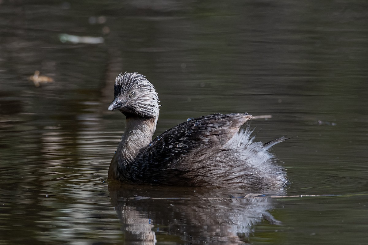 Hoary-headed Grebe - ML431775341