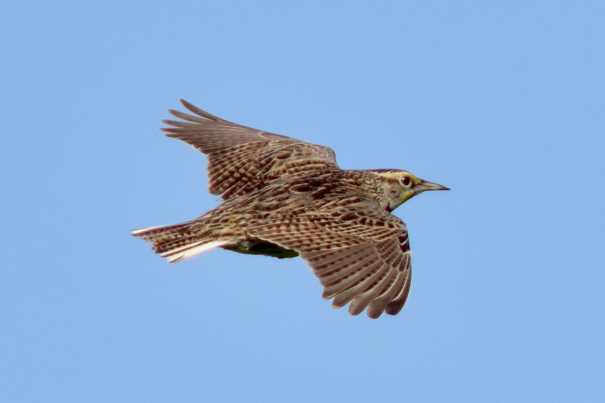 Western Meadowlark - ML431775451