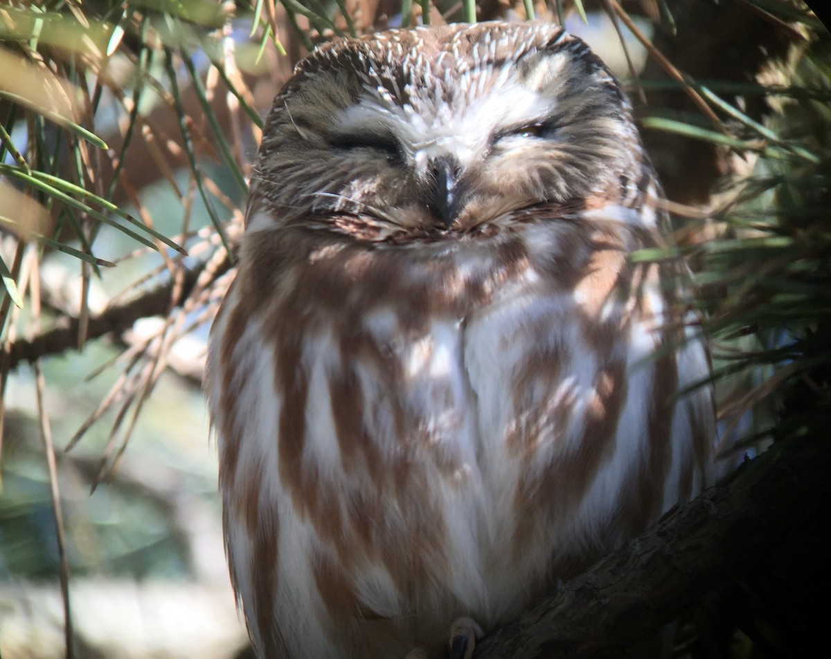 Northern Saw-whet Owl - ML43177551