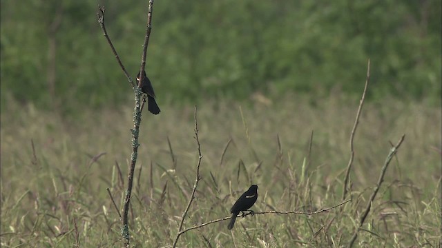 Red-winged Blackbird (Red-winged) - ML431776