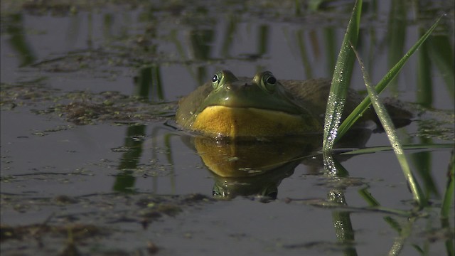 American Bullfrog - ML431778