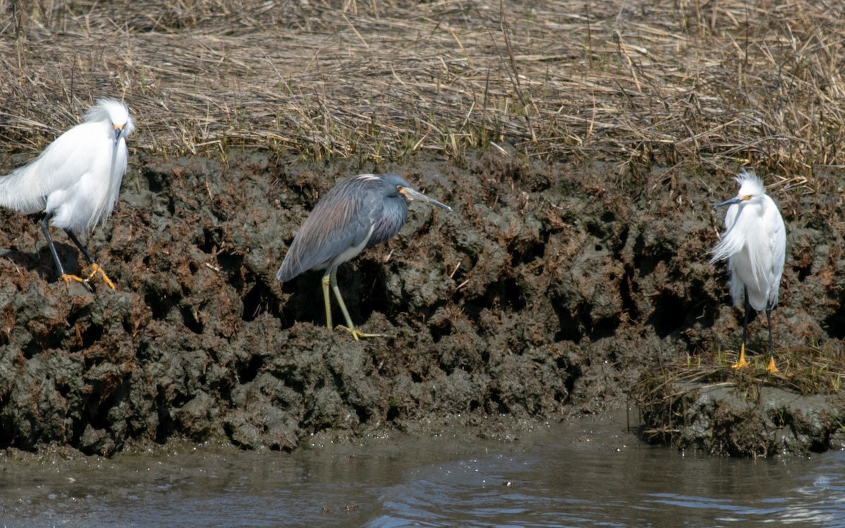 Tricolored Heron - ML431778021