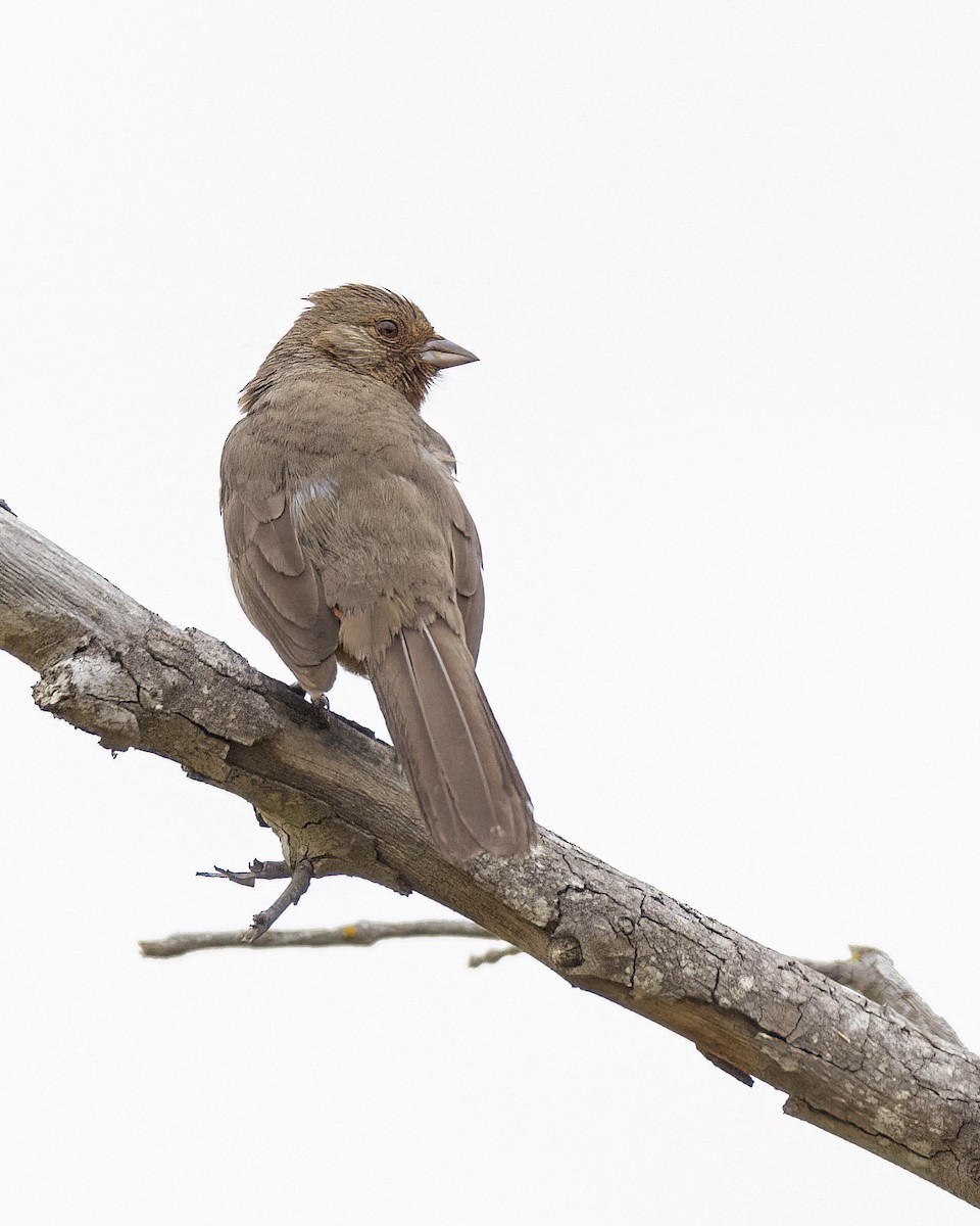 California Towhee - ML431779031