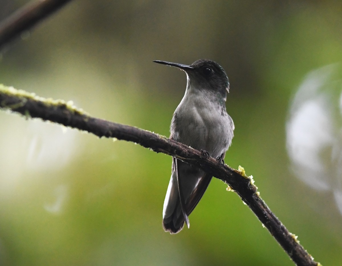 Colibrí Ventrinegro - ML431779061