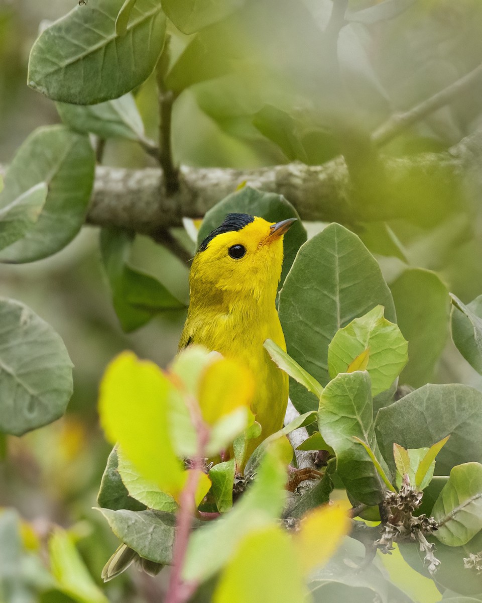 Wilson's Warbler - ML431779151