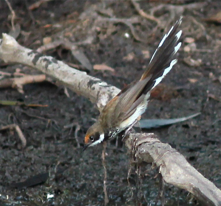 Arafura Fantail - Dave Czaplak