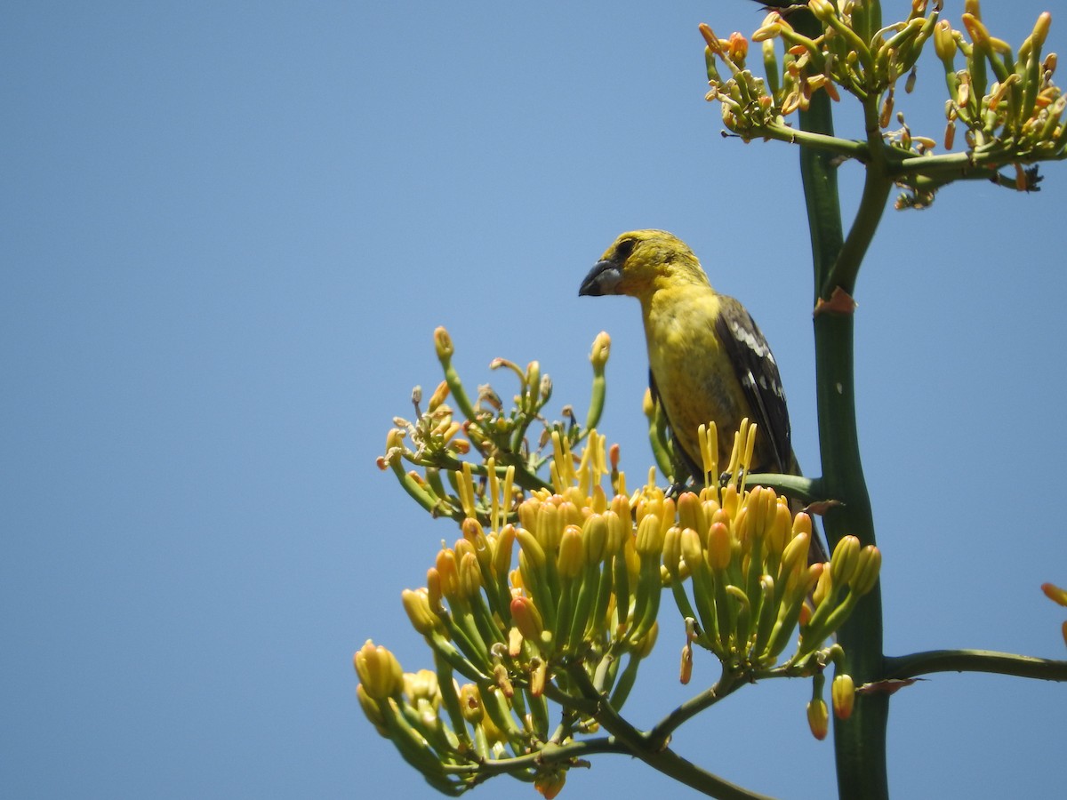 Yellow Grosbeak (Northern) - ML431779491