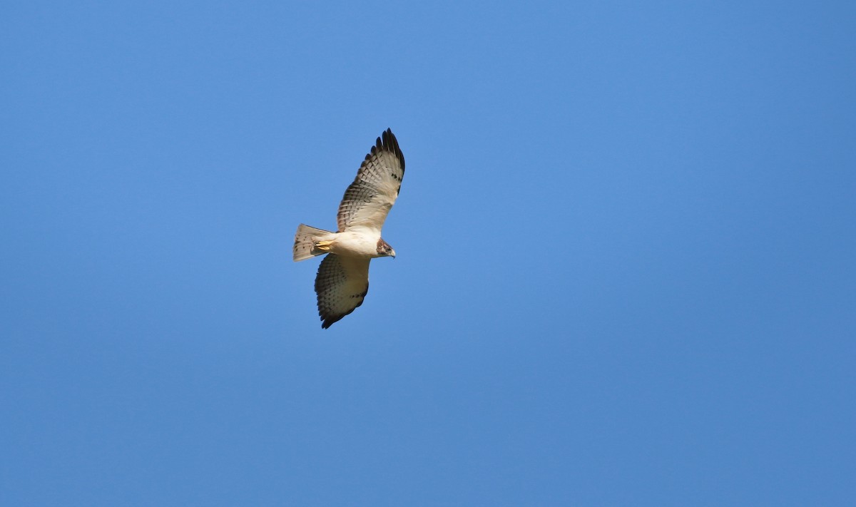 Short-tailed Hawk - Sky Kardell