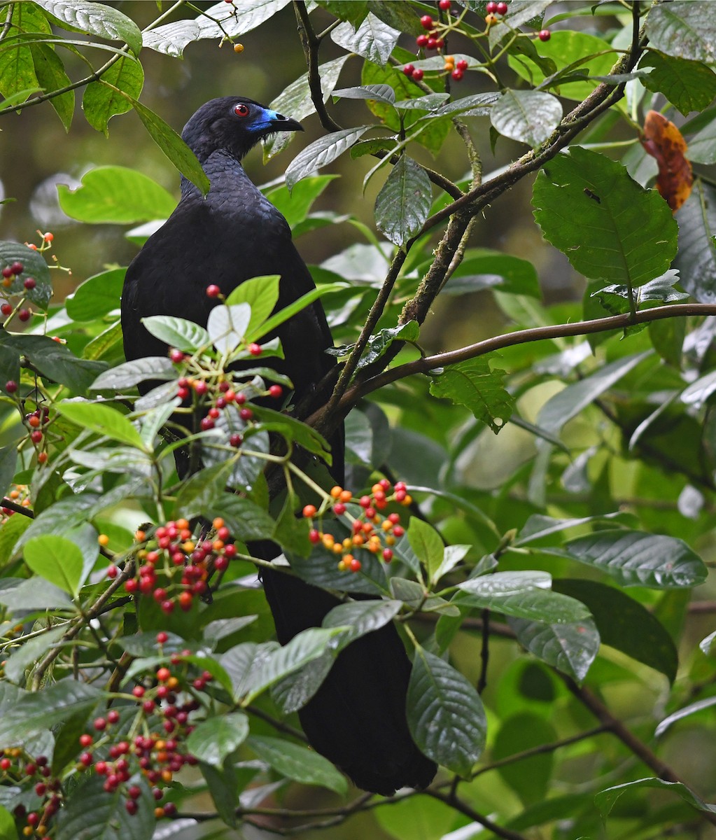 Black Guan - ML431779781