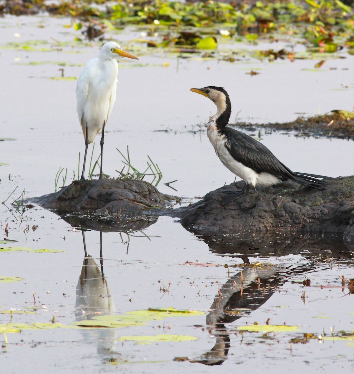 Plumed Egret - ML43178001