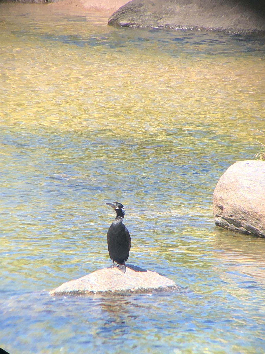 Neotropic Cormorant - ML431780221