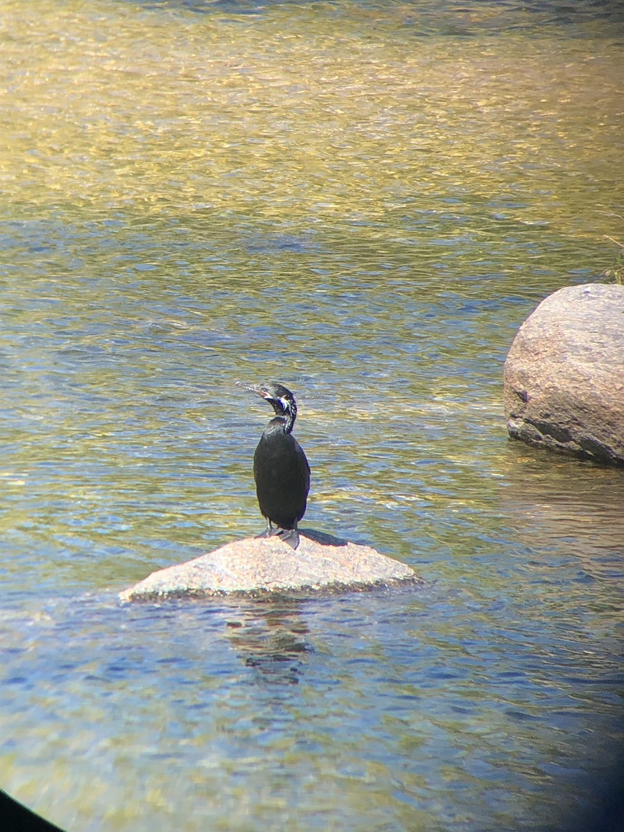 Neotropic Cormorant - ML431780231