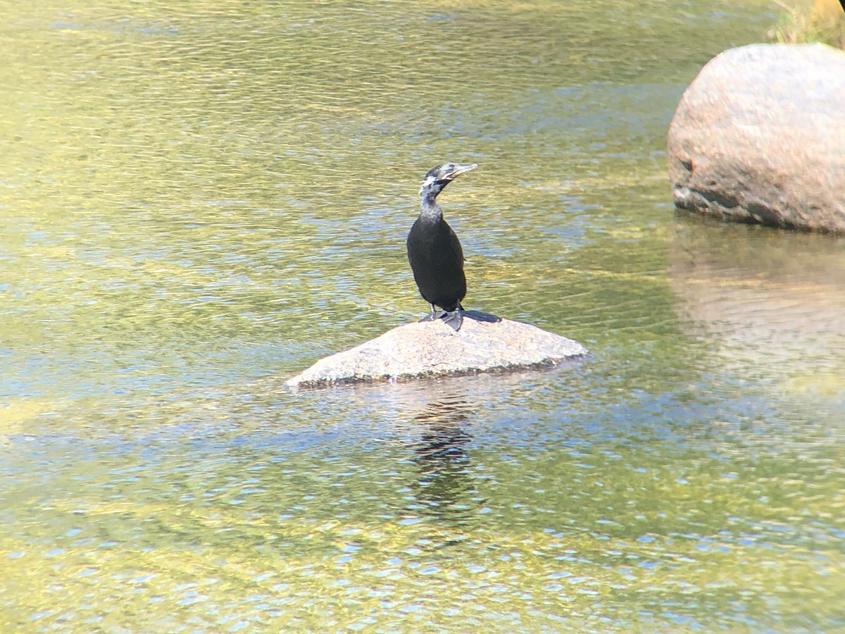 Neotropic Cormorant - ML431780261