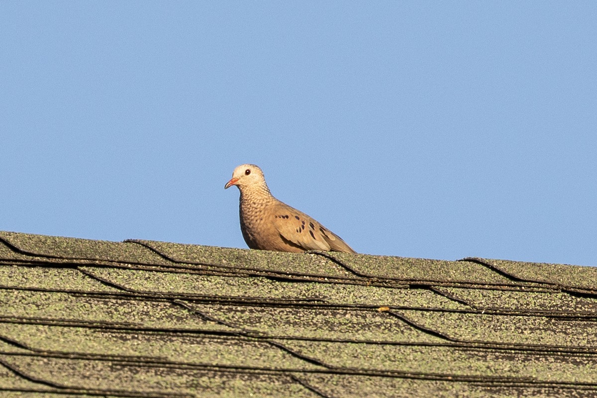 Common Ground Dove - ML431781481