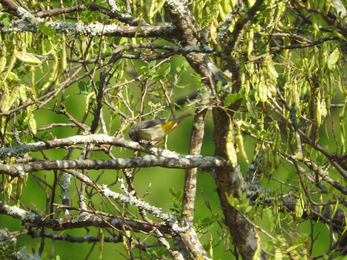 Virginia's Warbler - ML431783291