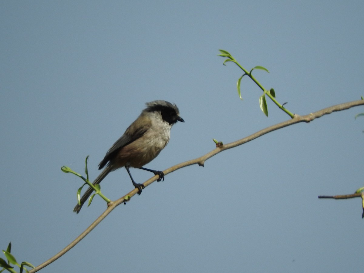 Bushtit - Osvaldo Balderas San Miguel